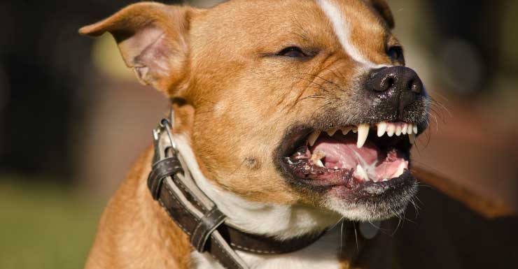 Woman hospitalized after dog attack in Fort Lauderdale