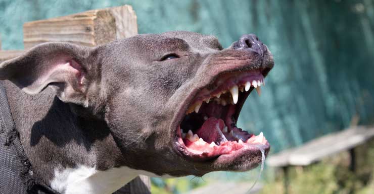 First responder attacked by dog during routine medical call at Pensacola Home Stay Lodge