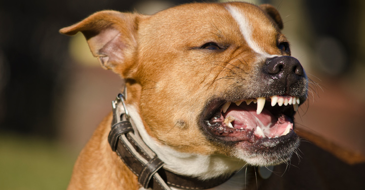 A Brevard County woman says she was attacked by a dog on the beach over the weekend