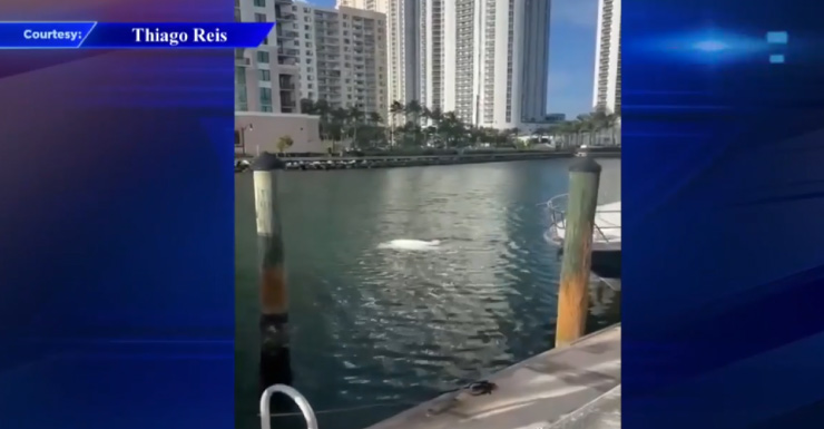 Crash in Sunny Isles Beach sends Tesla into canal; no injuries reported