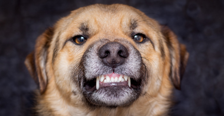 WATCH LIVE at 10:30 a.m.: Volusia sheriff to hold news briefing after infant killed by dog