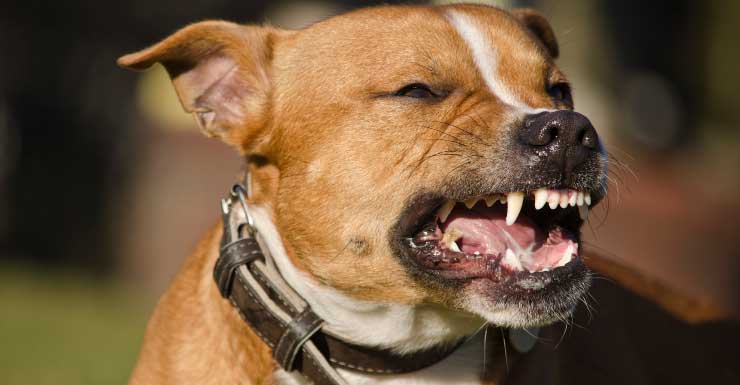 2-year-old girl hospitalized after being mauled by Rottweiler in Fort Lauderdale