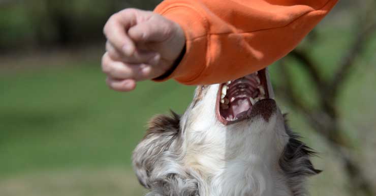 7-year-old hospitalized after dog attack in Florida