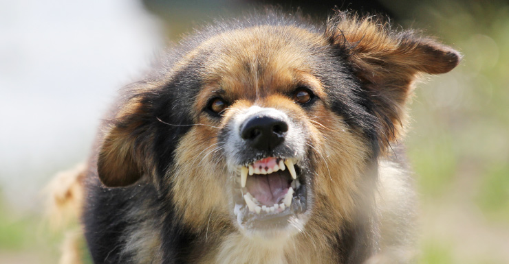 Child hospitalized after being bitten by dog in NW Miami-Dade