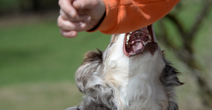 Infant flown to hospital after bitten by family dog in Escambia County