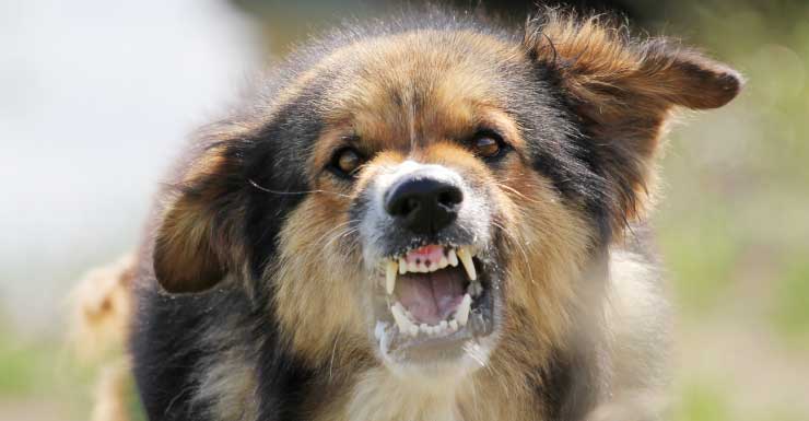 Miami Gardens woman mauled to death by dogs warned about neighborhood’s strays, relative says