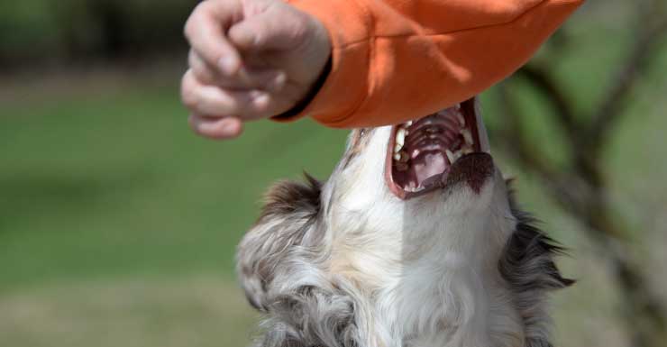 Orlando woman, 70, bites pit bull to save her dog during attack