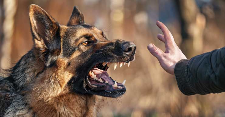 Two hospitalized after being bit by dog in North Miami