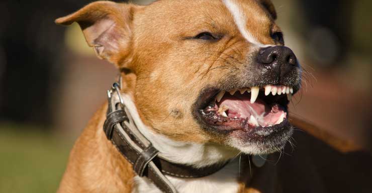 11 dogs confiscated after man found dead in Liberty City