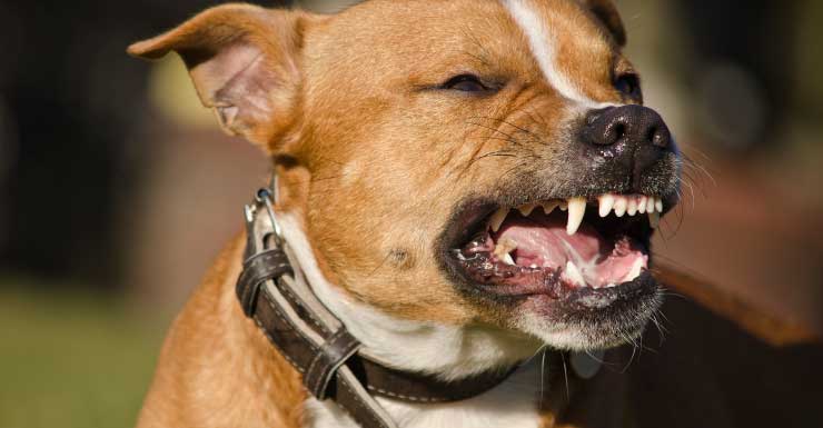 5 dogs euthanized after attack in Fort Lauderdale