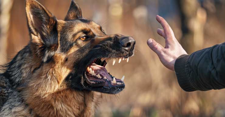 Deputies: Undocumented man bitten by K-9 after fleeing Florida traffic stop