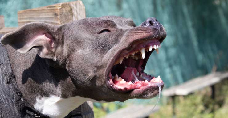 Video shows 8-year-old attacked by pit bull in Hollywood; dog's owner speaks out