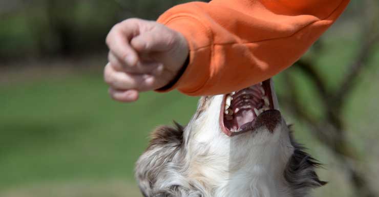 We thought it was going to eat her’: Senior survives dog mauling in Coconut Creek