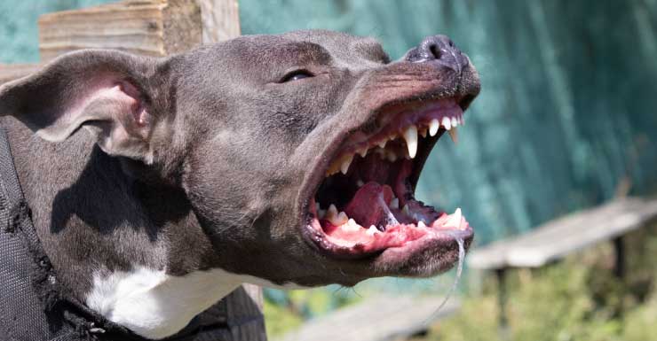 Woman, 5-year-old child attacked by dog; deputy shoots dog, MDSO says