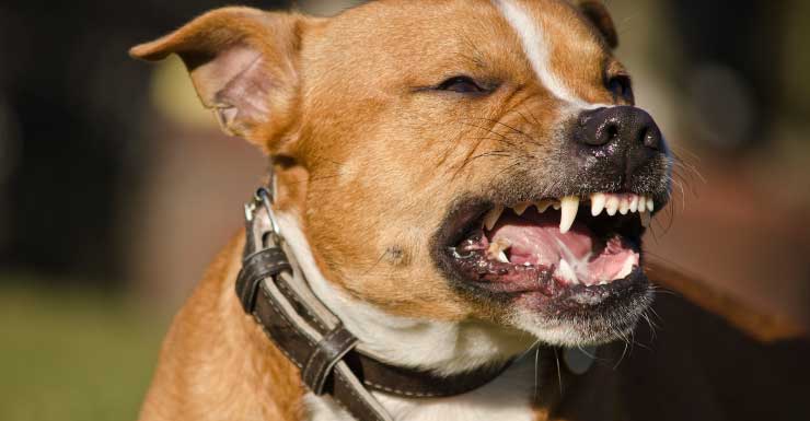 Woman recovering after being attacked by dog in Fort Lauderdale