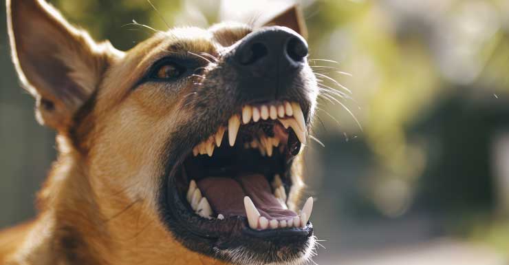 3-year-old girl hospitalized after dog bite to the face on Marco Island