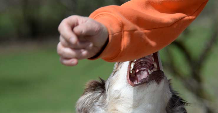 7-year-old boy hospitalized with minor injuries following dog attack in Fort Lauderdale