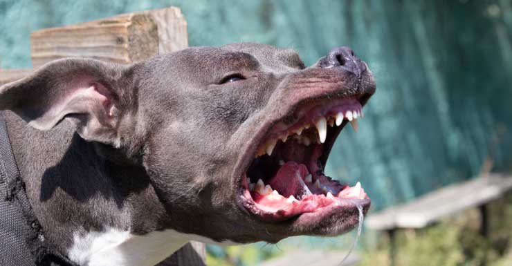North Fort Myers man accused of stealing groceries from woman, telling dog to bite her