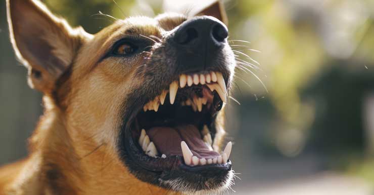 ‘Our lives changed in an instant’: Family describes terrifying ordeal after 4-year-old boy loses ear in dog attack
