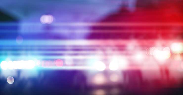Spring Hill man arrested for killing kitten during domestic dispute: HCSO