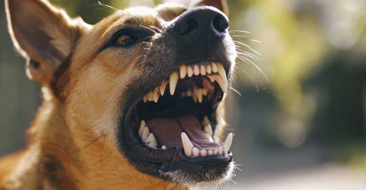 Two Clay County deputies injured in on-duty dog attack: CCSO