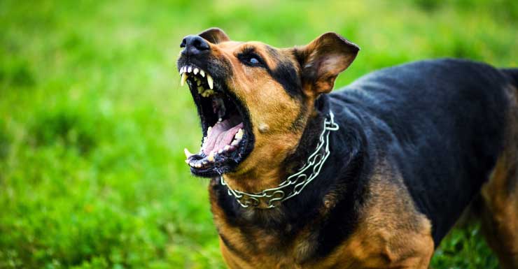 Delivery driver sues Summerfield homeowner over dog attack