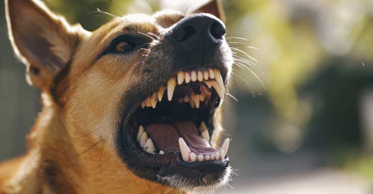 Deputies come upon Redland dog attack, fatally shoot 2 ‘large and vicious’ canines