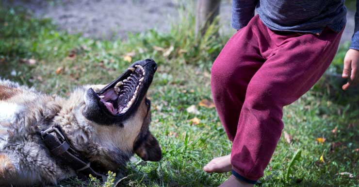 Child bitten by a dog when caretaker passes out drunk in his trailer