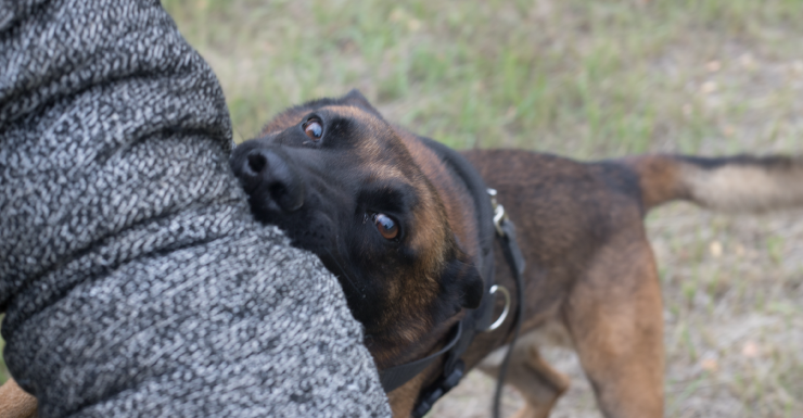 Girl calls 911 after Polk County mom mauled by dog she was fostering