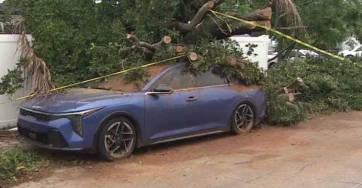 Car crushed by tree during storm in Hollywood; no injuries reported