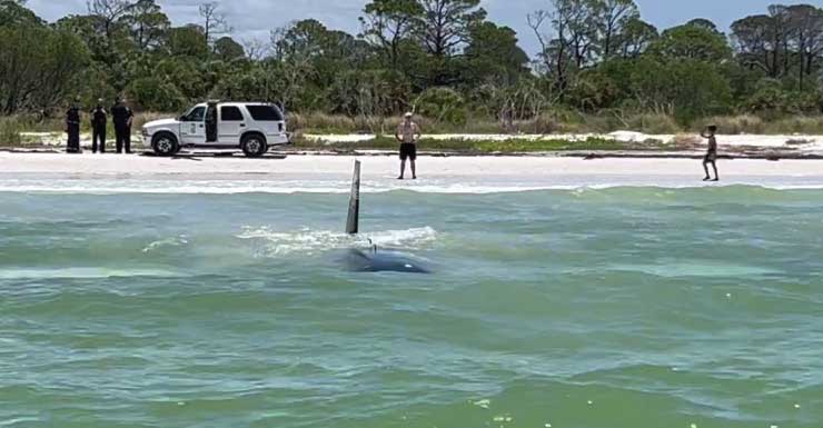 Small plane makes emergency water landing near Honeymoon Island State Park