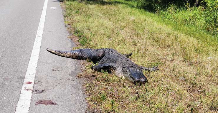 Alligator on Central Florida highway causes chain-reaction crash, leaving woman dead