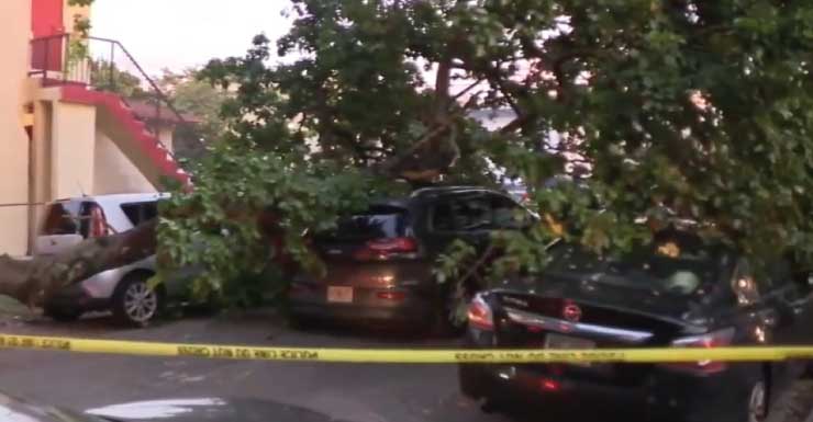 Man hospitalized after crashing into large tree in Miami