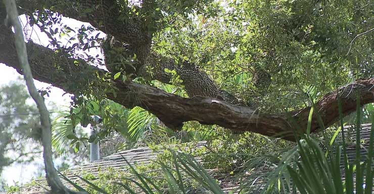 Man hospitalized after tree falls on him while working on roof in Clearwater