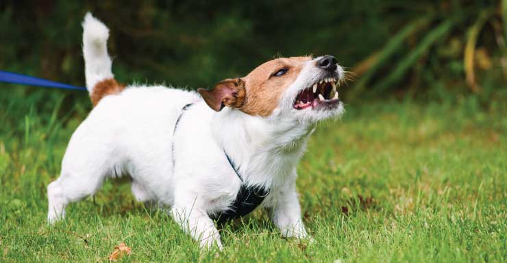 Woman, 63, injured in dog attack in Homestead, cops say