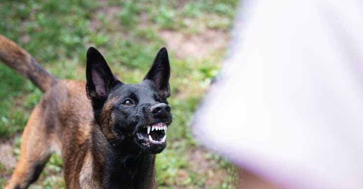 2 injured in dog attack in Ocklawaha, Marion County firefighters say